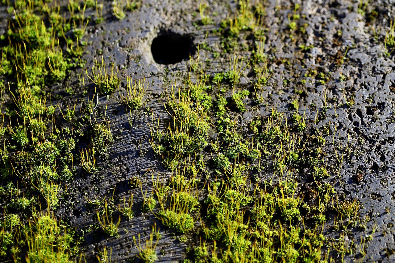 Detail van levend schilderij met diverse mossoorten.