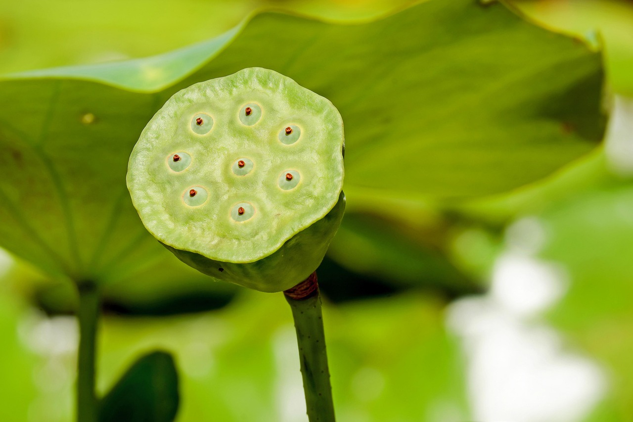 Witte lotusbloem omringd door groene bladeren. Witte lotusbloem omringd door groene bladeren.
