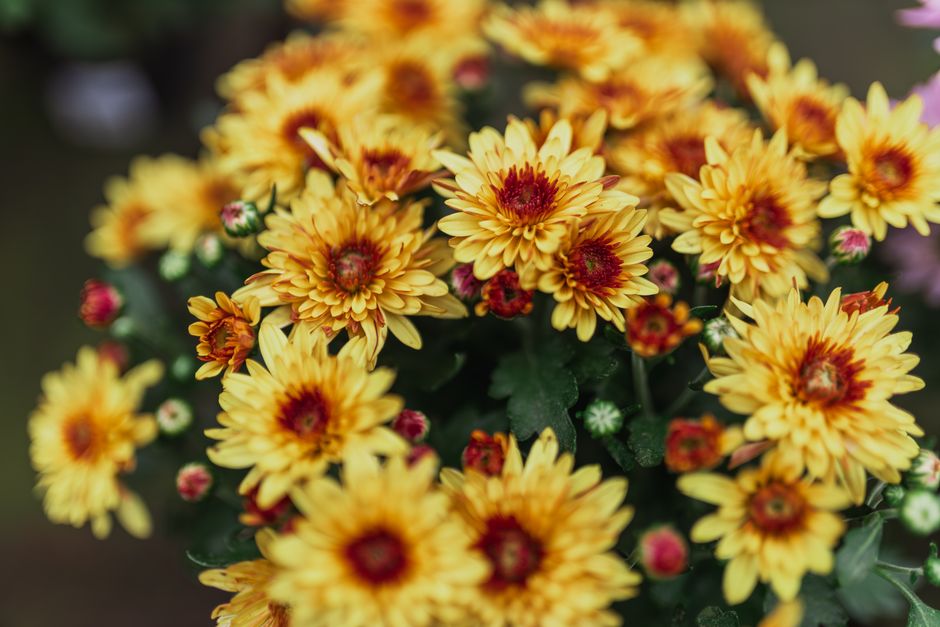 Asters verspreiden levendige kleuren in nazomertuin. Asters verspreiden levendige kleuren in nazomertuin.